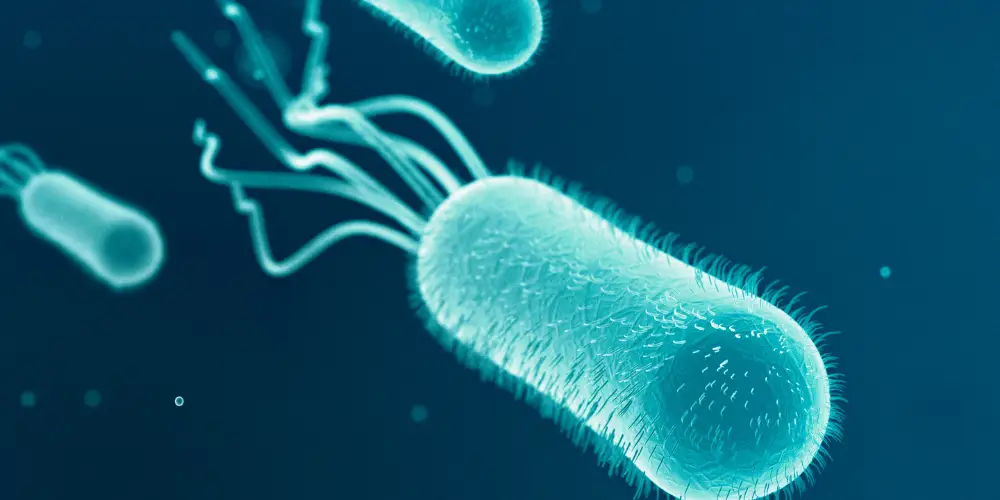 Bactérie Escherichia coli
